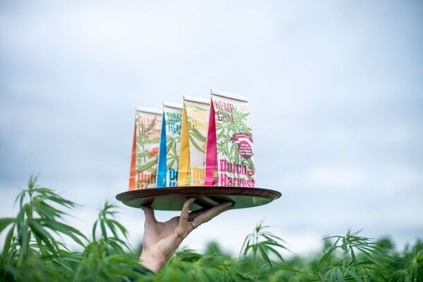 Cáñamo y cúrcuma - Té de cáñamo y cúrcuma 50 gramos - Dutch Harvest té a granel