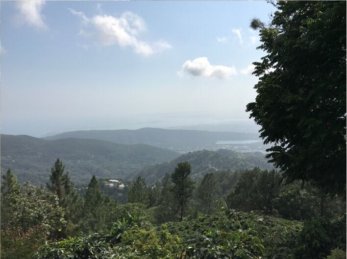 Jamaican Blue Mountain №1 - Café en grano fresco - 100 g