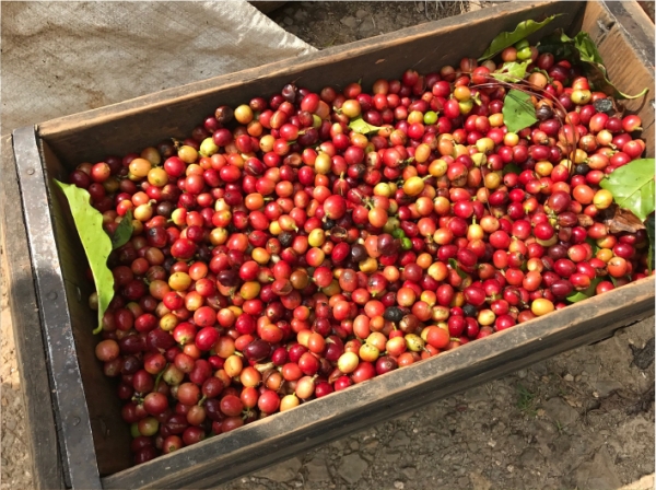 Jamaican Blue Mountain №1 - café en grano - Chatsworth Estate - 100 gramos