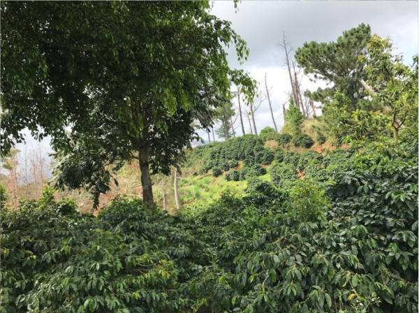 Jamaican Blue Mountain №1 - café en grano - Chatsworth Estate - 100 gramos