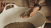 Café en grano sin tostar